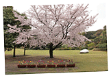 4月桜